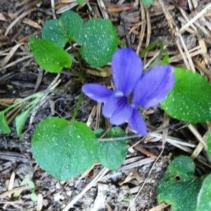Photographie n°2033963 du taxon Viola canina L. [1753]