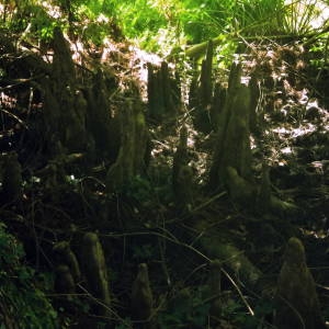 Photographie n°2034602 du taxon Taxodium distichum (L.) Rich. [1810]