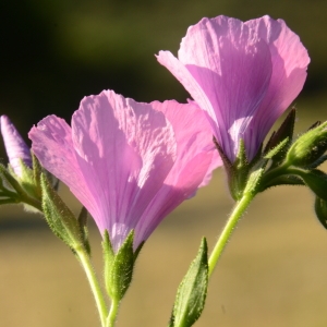 Photographie n°2035067 du taxon Linum viscosum L. [1762]