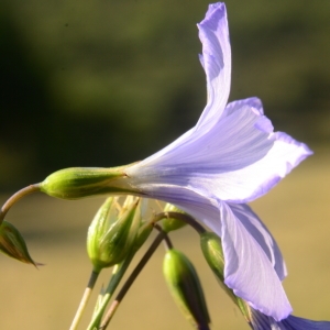 Photographie n°2035121 du taxon Linum usitatissimum L. [1753]