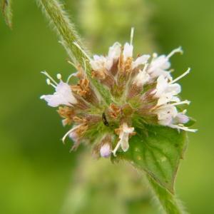 Photographie n°2035832 du taxon Mentha suaveolens Ehrh. [1792]