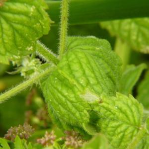 Photographie n°2035833 du taxon Mentha suaveolens Ehrh. [1792]