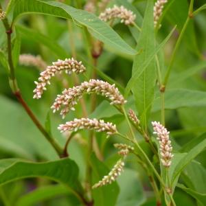 Photographie n°2035876 du taxon Polygonum lapathifolium L. [1753]