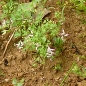 Photographie n°2035948 du taxon Fumaria bastardii Boreau [1847]