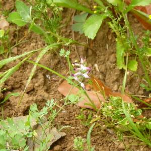 Photographie n°2035949 du taxon Fumaria bastardii Boreau [1847]