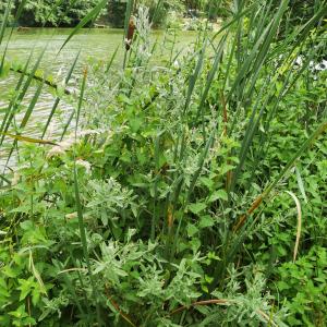 Photographie n°2037744 du taxon Epilobium hirsutum L. [1753]