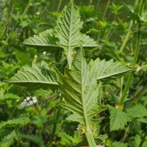 Photographie n°2037804 du taxon Lycopus europaeus L.