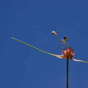 Photographie n°2038674 du taxon Allium oleraceum L. [1753]