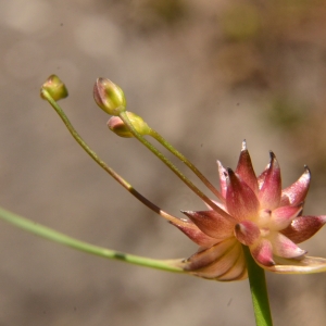Photographie n°2038675 du taxon Allium oleraceum L. [1753]