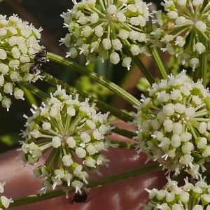 Photographie n°2039102 du taxon Angelica razulii Gouan [1773]