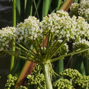 Photographie n°2039104 du taxon Angelica razulii Gouan [1773]