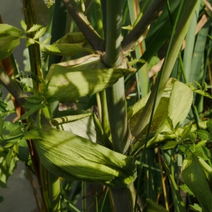 Photographie n°2039106 du taxon Angelica razulii Gouan [1773]