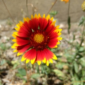 Photographie n°2039425 du taxon Gaillardia pulchella Foug. [1786]