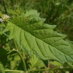 Photographie n°2039468 du taxon Lycopus europaeus L. [1753]