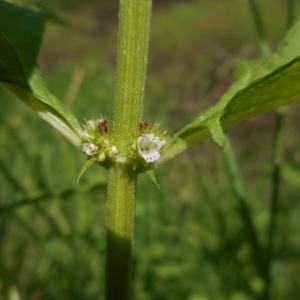 Photographie n°2039469 du taxon Lycopus europaeus L. [1753]