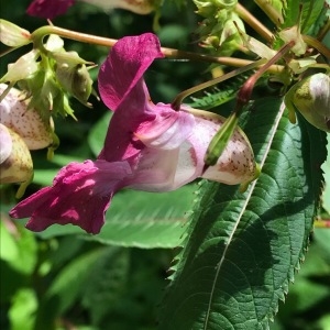 Photographie n°2039475 du taxon Impatiens glandulifera Royle [1833]