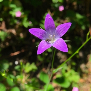 Photographie n°2040230 du taxon Campanula patula L. [1753]