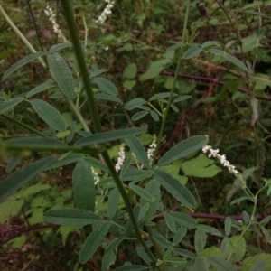 Photographie n°2041345 du taxon Melilotus albus Medik. [1787]