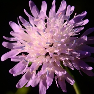 Photographie n°2041411 du taxon Knautia arvernensis (Briq.) Szabó [1934]