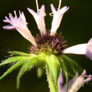 Photographie n°2041413 du taxon Knautia arvernensis (Briq.) Szabó [1934]