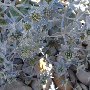 Photographie n°2043256 du taxon Eryngium maritimum L. [1753]