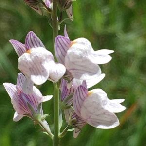 Photographie n°2043370 du taxon Linaria repens (L.) Mill. [1768]