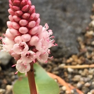 Photographie n°2044283 du taxon Persicaria amphibia (L.) Gray [1821]