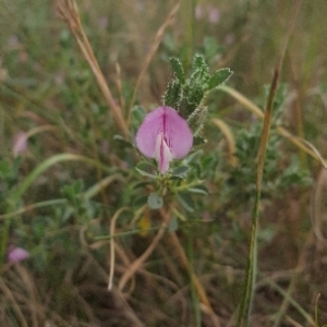 Photographie n°2045899 du taxon Ononis spinosa L. [1753]