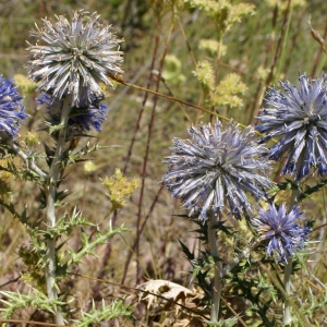 Photographie n°2046003 du taxon Echinops ritro L. [1753]