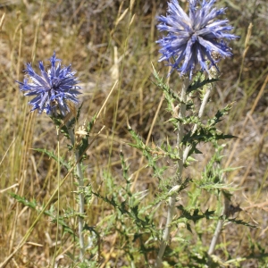 Photographie n°2046012 du taxon Echinops ritro L. [1753]