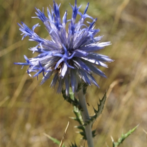 Photographie n°2046014 du taxon Echinops ritro L. [1753]