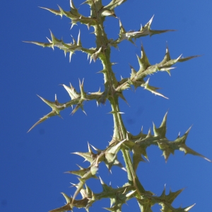 Photographie n°2046026 du taxon Echinops ritro L. [1753]