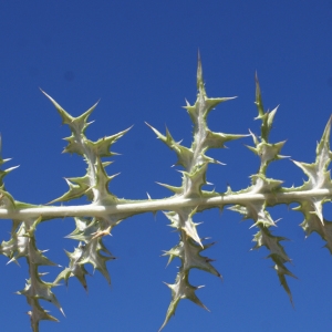 Photographie n°2046029 du taxon Echinops ritro L. [1753]