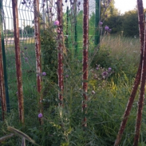 Photographie n°2047456 du taxon Cirsium arvense (L.) Scop. [1772]
