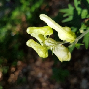 Photographie n°2047552 du taxon Aconitum lycoctonum L. [1753]