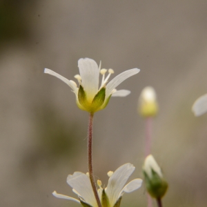 Photographie n°2047572 du taxon Arenaria montana L. [1755]