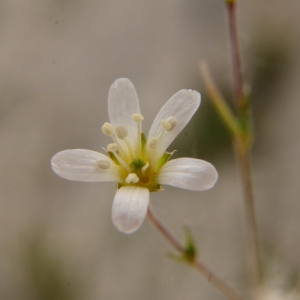 Photographie n°2047573 du taxon Arenaria montana L. [1755]