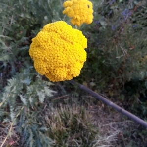 Photographie n°2047699 du taxon Achillea filipendulina Lam. [1783]