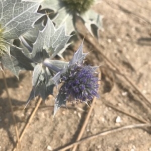 Photographie n°2047841 du taxon Eryngium maritimum L. [1753]