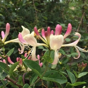 Photographie n°2048410 du taxon Lonicera periclymenum L. [1753]