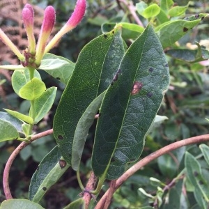 Photographie n°2048411 du taxon Lonicera periclymenum L. [1753]