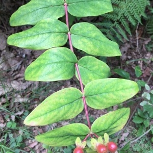 Photographie n°2048424 du taxon Hypericum androsaemum L. [1753]