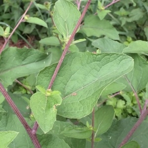 Photographie n°2048491 du taxon Arctium lappa L. [1753]