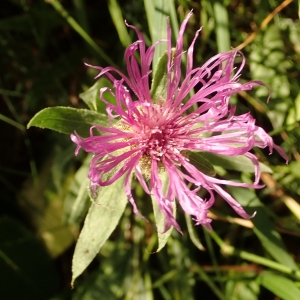 Photographie n°2049494 du taxon Centaurea uniflora Turra