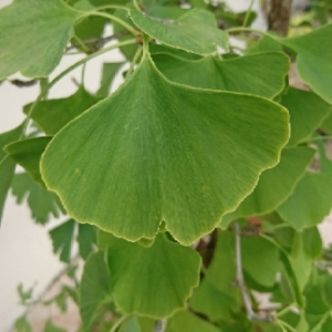 Photographie n°2049752 du taxon Ginkgo biloba L. [1771]