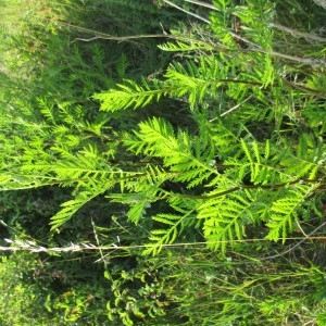 Photographie n°2049771 du taxon Tanacetum vulgare L.
