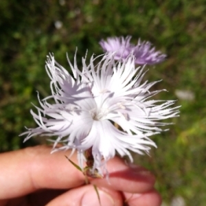 Photographie n°2051386 du taxon Dianthus hyssopifolius L. [1755]