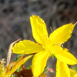 Photographie n°2052107 du taxon Hypericum perforatum L. [1753]