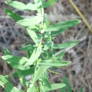 Photographie n°2052108 du taxon Hypericum perforatum L. [1753]