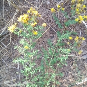 Photographie n°2052109 du taxon Hypericum perforatum L. [1753]